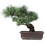 Pinus parviflora, 32 cm, ± 25 ans
