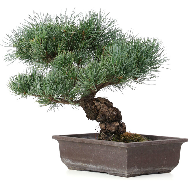 Pinus parviflora, 32 cm, ± 25 Jahre alt