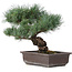 Pinus parviflora, 32 cm, ± 25 anni