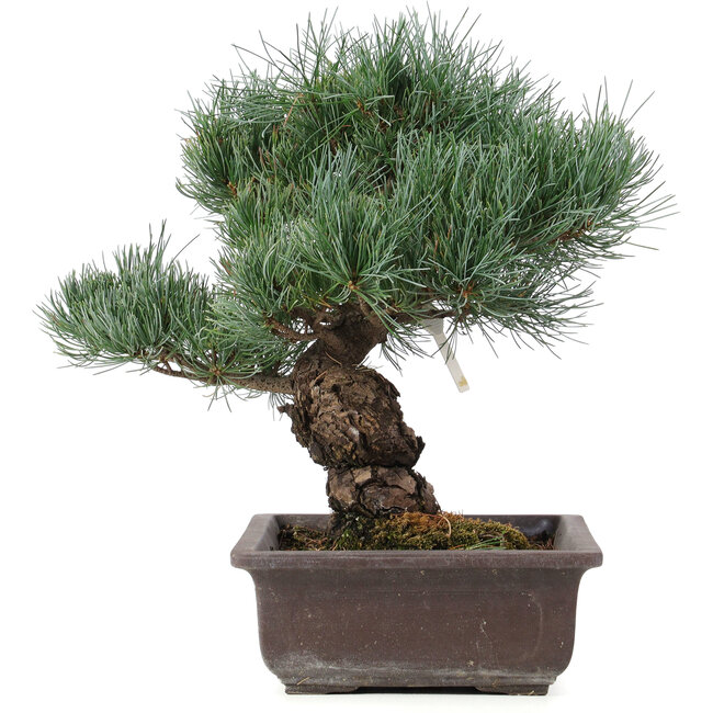 Pinus parviflora, 32 cm, ± 25 ans
