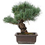 Pinus parviflora, 32 cm, ± 25 jaar oud