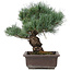 Pinus parviflora, 32 cm, ± 25 Jahre alt