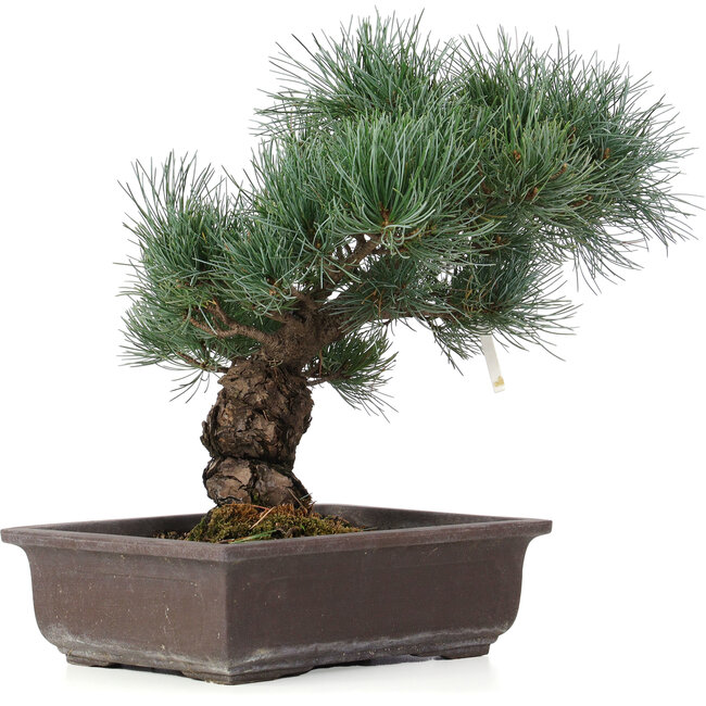 Pinus parviflora, 32 cm, ± 25 ans