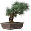 Pinus parviflora, 32 cm, ± 25 jaar oud