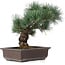 Pinus parviflora, 32 cm, ± 25 years old
