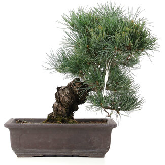 Pinus parviflora, 33 cm, ± 25 anni