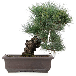 Pinus parviflora, 33 cm, ± 25 ans