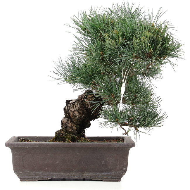 Pinus parviflora, 33 cm, ± 25 jaar oud