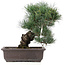 Pinus parviflora, 33 cm, ± 25 jaar oud