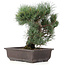 Pinus parviflora, 33 cm, ± 25 jaar oud