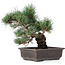 Pinus parviflora, 33 cm, ± 25 ans