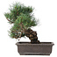 Pinus parviflora, 33 cm, ± 25 jaar oud