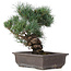 Pinus parviflora, 33 cm, ± 25 jaar oud