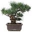 Pinus parviflora, 33 cm, ± 25 jaar oud