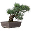 Pinus parviflora, 33 cm, ± 25 Jahre alt