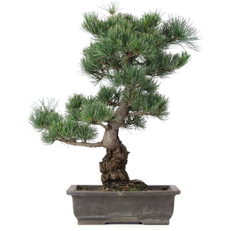 Pinus parviflora, 47 cm, ± 25 jaar oud