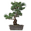 Pinus parviflora, 47 cm, ± 25 jaar oud