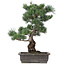 Pinus parviflora, 47 cm, ± 25 years old