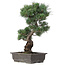 Pinus parviflora, 47 cm, ± 25 jaar oud