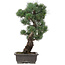 Pinus parviflora, 47 cm, ± 25 jaar oud