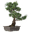 Pinus parviflora, 47 cm, ± 25 jaar oud