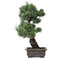 Pinus parviflora, 47 cm, ± 25 Jahre alt