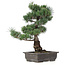 Pinus parviflora, 47 cm, ± 25 jaar oud