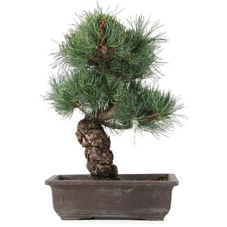 Pinus parviflora, 37 cm, ± 25 jaar oud