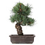 Pinus parviflora, 37 cm, ± 25 Jahre alt