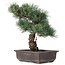 Pinus parviflora, 37 cm, ± 25 jaar oud