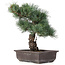 Pinus parviflora, 37 cm, ± 25 Jahre alt