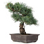 Pinus parviflora, 37 cm, ± 25 years old