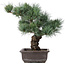 Pinus parviflora, 37 cm, ± 25 jaar oud