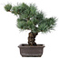 Pinus parviflora, 37 cm, ± 25 years old