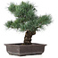 Pinus parviflora, 37 cm, ± 25 jaar oud