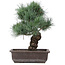 Pinus parviflora, 37 cm, ± 25 anni