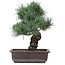 Pinus parviflora, 37 cm, ± 25 jaar oud