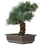 Pinus parviflora, 37 cm, ± 25 ans