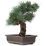 Pinus parviflora, 37 cm, ± 25 jaar oud