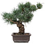 Pinus parviflora, 37 cm, ± 25 anni