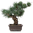 Pinus parviflora, 37 cm, ± 25 ans