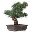 Pinus parviflora, 37 cm, ± 25 jaar oud