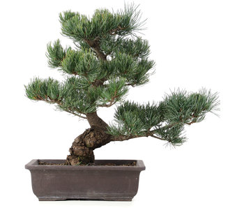 Pinus parviflora, 40 cm, ± 25 jaar oud
