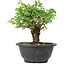 Ulmus parvifolia Nire, 17 cm, ± 8 anni