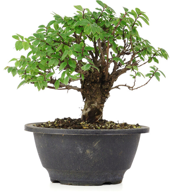 Ulmus parvifolia Nire, 16 cm, ± 8 jaar oud