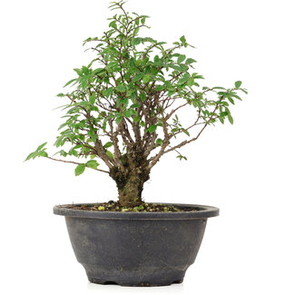 Ulmus parvifolia Nire, 20 cm, ± 8 anni