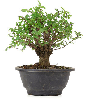 Ulmus parvifolia Nire, 17 cm, ± 8 Jahre alt