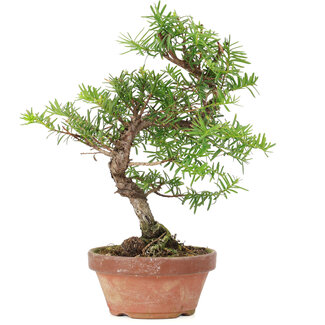 Taxus cuspidata, 21 cm, ± 8 jaar oud