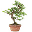 Taxus cuspidata, 21 cm, ± 8 jaar oud