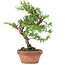 Taxus cuspidata, 21 cm, ± 8 jaar oud